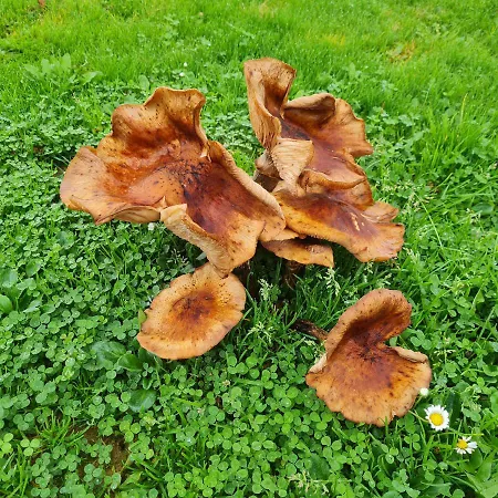 Prázdninový dům Gozdarjeva Hiska M&k Dobrovnik