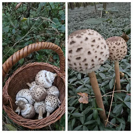 Gozdarjeva Hiska M&k Prázdninový dům Dobrovnik