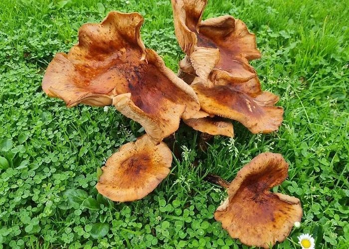 度假居 Gozdarjeva Hiska M&k 杜布罗夫尼克