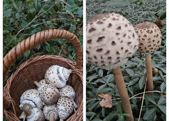 Gozdarjeva Hiska M&k 度假居 杜布罗夫尼克